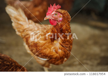 brown chicken or hen lay eggs in rural farm brown chicken or hen lay eggs in rural farm 118017954