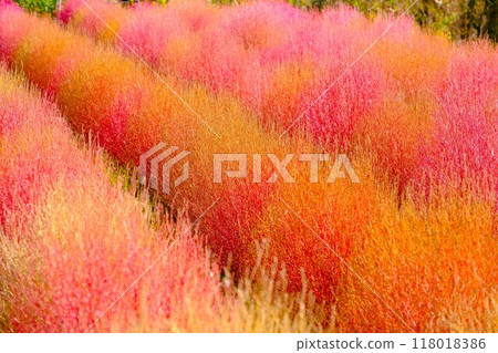 Brightly colored kochia 118018386