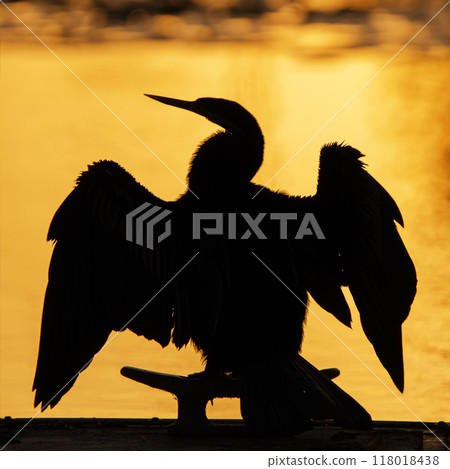 Little Pied Cormorant Silhouette 118018438