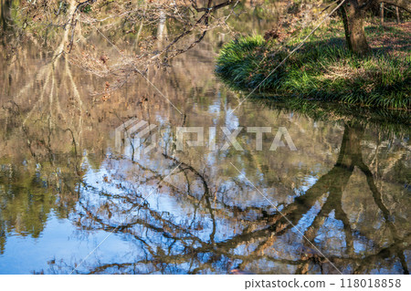 Trees reflected on the surface of the water 118018858