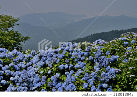 繡球花大河原高原5（德島縣名東郡佐河內村） 118018942