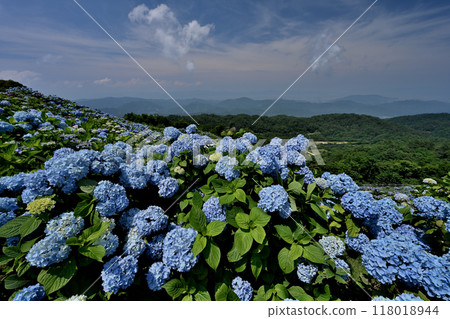 繡球花大河原高原7(德島縣名東郡佐河內村) 繡球花大河原高原7(德島縣名東郡佐河內村) 118018944