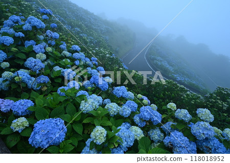 Hydrangeas at Okawahara Plateau 11 (Sanagouchi Village, Meito District, Tokushima Prefecture) 118018952