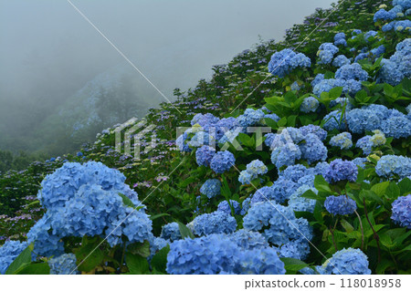 繡球花大河原高原17（德島縣名東郡佐河內村） 118018958