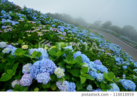 繡球花大河原高原18（德島縣名東郡佐河內村） 118018959