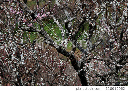 Plum blossom Plum blossom 118019062