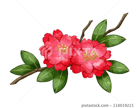 Camellia flowers, winter red flowers watercolor illustration Camellia flowers, winter red flowers watercolor illustration 118019221