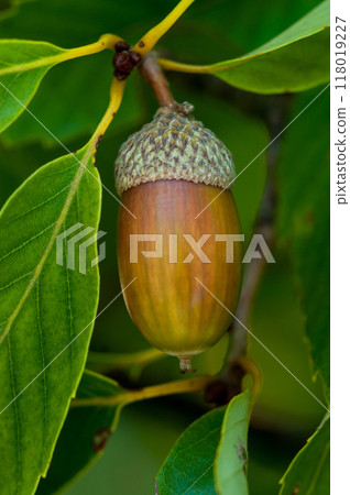 Acorn 118019227