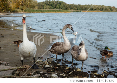 Swans on banks of Curonian Lagoon on Curonian Spit in village Lesnoy. Russia 118019389