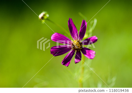 Fall cherry tree Fall cherry tree 118019436