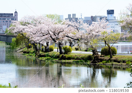 Cherry blossoms at Senba Park 2024-4-14 #17 Cherry blossoms at Senba Park 2024-4-14 #17 118019530