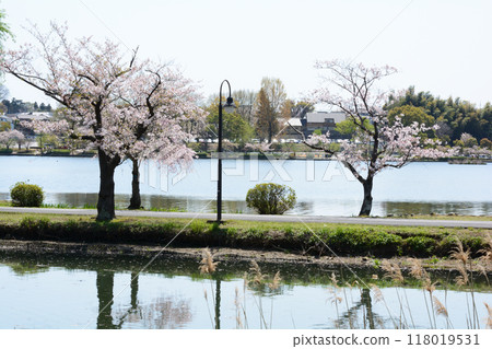 Cherry blossoms at Senba Park 2024-4-14 #18 Cherry blossoms at Senba Park 2024-4-14 #18 118019531