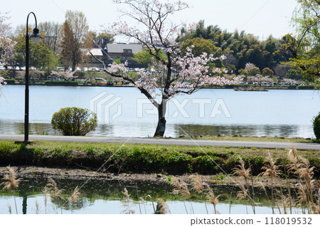 Cherry blossoms at Senba Park 2024-4-14 #19 Cherry blossoms at Senba Park 2024-4-14 #19 118019532
