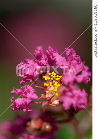 Crape myrtle flower Crape myrtle flower 118019560