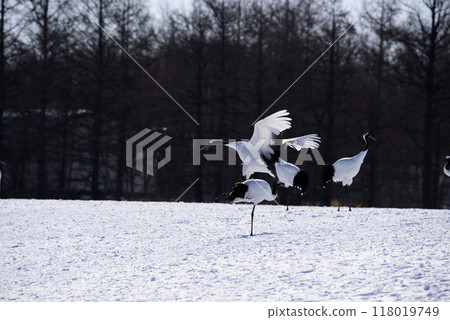 A red-crowned crane descends on a snowy field A red-crowned crane descends on a snowy field 118019749