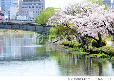 Cherry blossoms at Senba Park 2024-4-14 #28 118020087