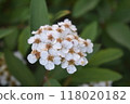 中間盛開的白花Kodemari的特寫 118020182