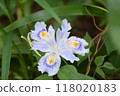 中間盛開的紫色花Shaga的特寫 118020183