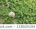 左下角盛開著白三葉草 118020184