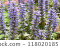 櫻花盛開，重瓣綻放。 118020185