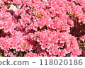 盛開的粉紅色杜鵑花 118020186