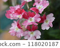 馬鞭草在雨中濕的特寫 118020187