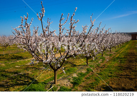 Beautiful blooming apricot trees in spring garden 118020219