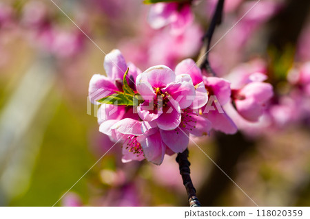 Peach flowers on tree branches Peach flowers on tree branches 118020359
