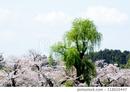 Cherry blossoms at Senba Park 2024-4-14 #41 118020447