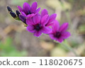 紫色花 Babiana 花的特寫 118020675