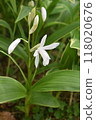白花紫色蘭花花和花蕾 118020676