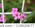 紫色花酢漿草和白色格子的特寫 118020677