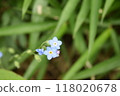 左下角藍色蝦夷紫花的特寫 118020678