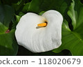 白色花朵和葉子的特寫 118020679
