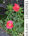 路邊上下的紅花西伯利亞罌粟花 118020681