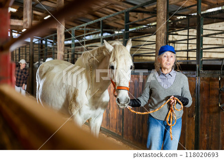 Elderly woman holding rein and leading horse out of stable 118020693