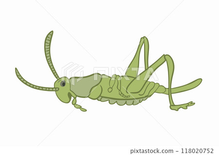 Vector isolated illustration of female jumping grasshopper. Vector isolated illustration of female jumping grasshopper. 118020752