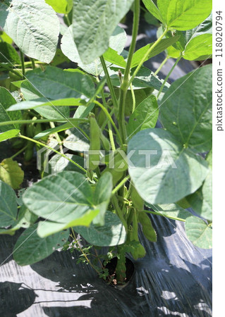 毛豆在田裡生長 118020794