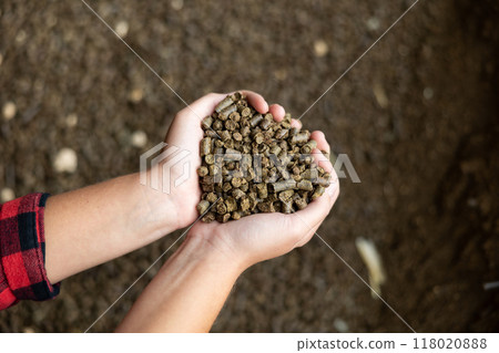 Close up of farmer hands holding animal feed granulated rapeseed meal at farm storage area Close up of farmer hands holding animal feed granulated rapeseed meal at farm storage area 118020888