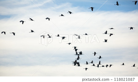 Flock of cranes flying Flock of cranes flying 118021087
