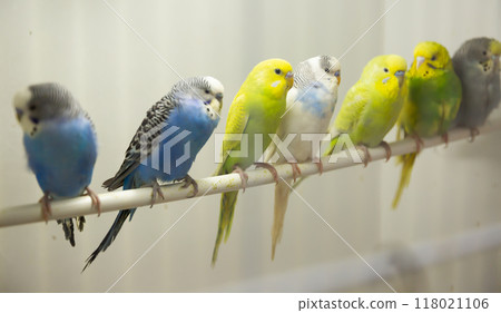 Multicolored budgies perching in birdcage in pet shop Multicolored budgies perching in birdcage in pet shop 118021106