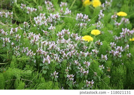 Wild grasses, horsetail, lamb's-foot, dandelion Wild grasses, horsetail, lamb's-foot, dandelion 118021131