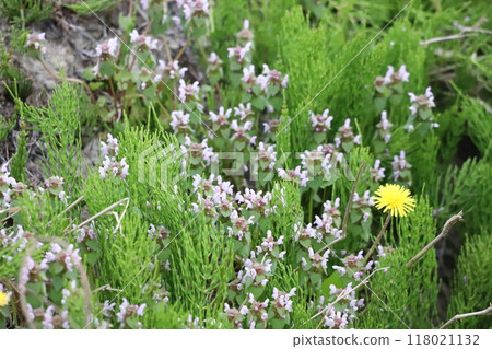 野花、木賊、馬尾、蒲公英 118021132