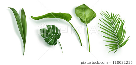 Tropic palm leaf isolated. Monstera plant leaves 118021235
