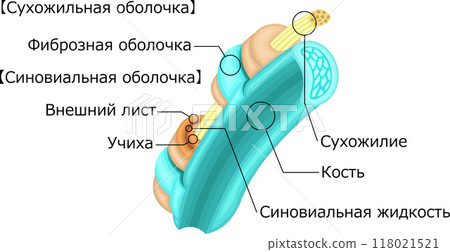 Tendon Tendon sheath Illustration Russian Tendon Tendon sheath Illustration Russian 118021521