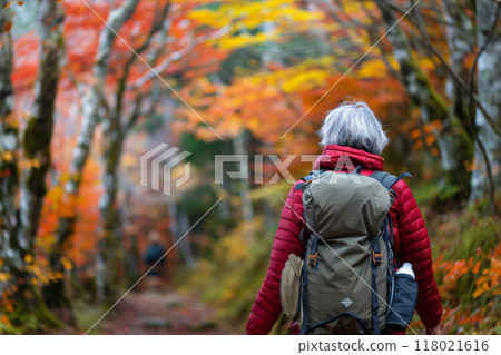 Senior woman walking along a mountain path in autumn leaves 118021616