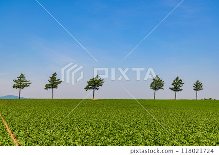 Vermicellin fairy tale hill Vermicellin fairy tale hill 118021724