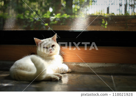 White cat and beautiful sunlight 118021928