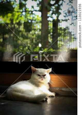 White cat and beautiful sunlight White cat and beautiful sunlight 118021936