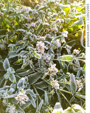 Morning hoarfrost on green leaves of nettle. First frost at fall season. Late autumn in forest. 118022003